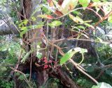 Sambucus miquelii. Часть побега с плодами. Курильские о-ва, о. Итуруп, охотоморское побережье, окр. пос. Лесозаводское, хвойно-широколиственный лес. 19.09.2019.