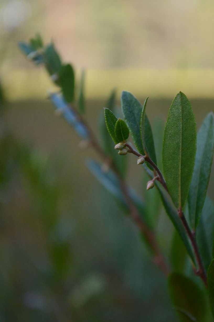 Image of Chamaedaphne calyculata specimen.