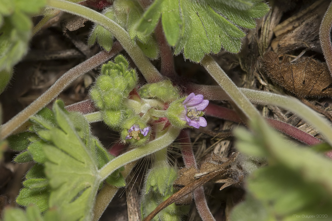 Изображение особи род Geranium.