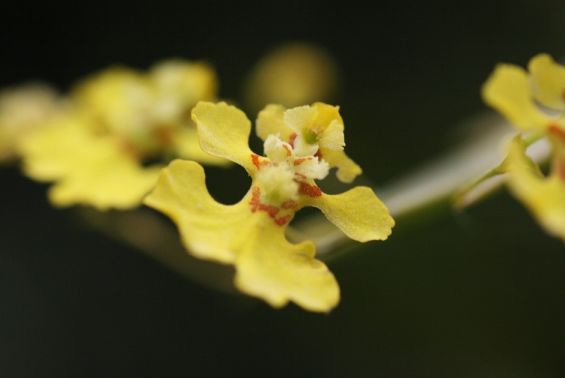 Image of Erycina pusilla specimen.