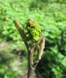 Fothergilla major