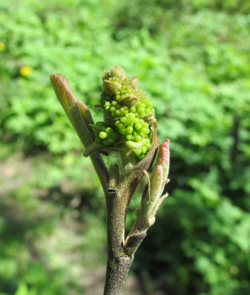 Изображение особи Fothergilla major.