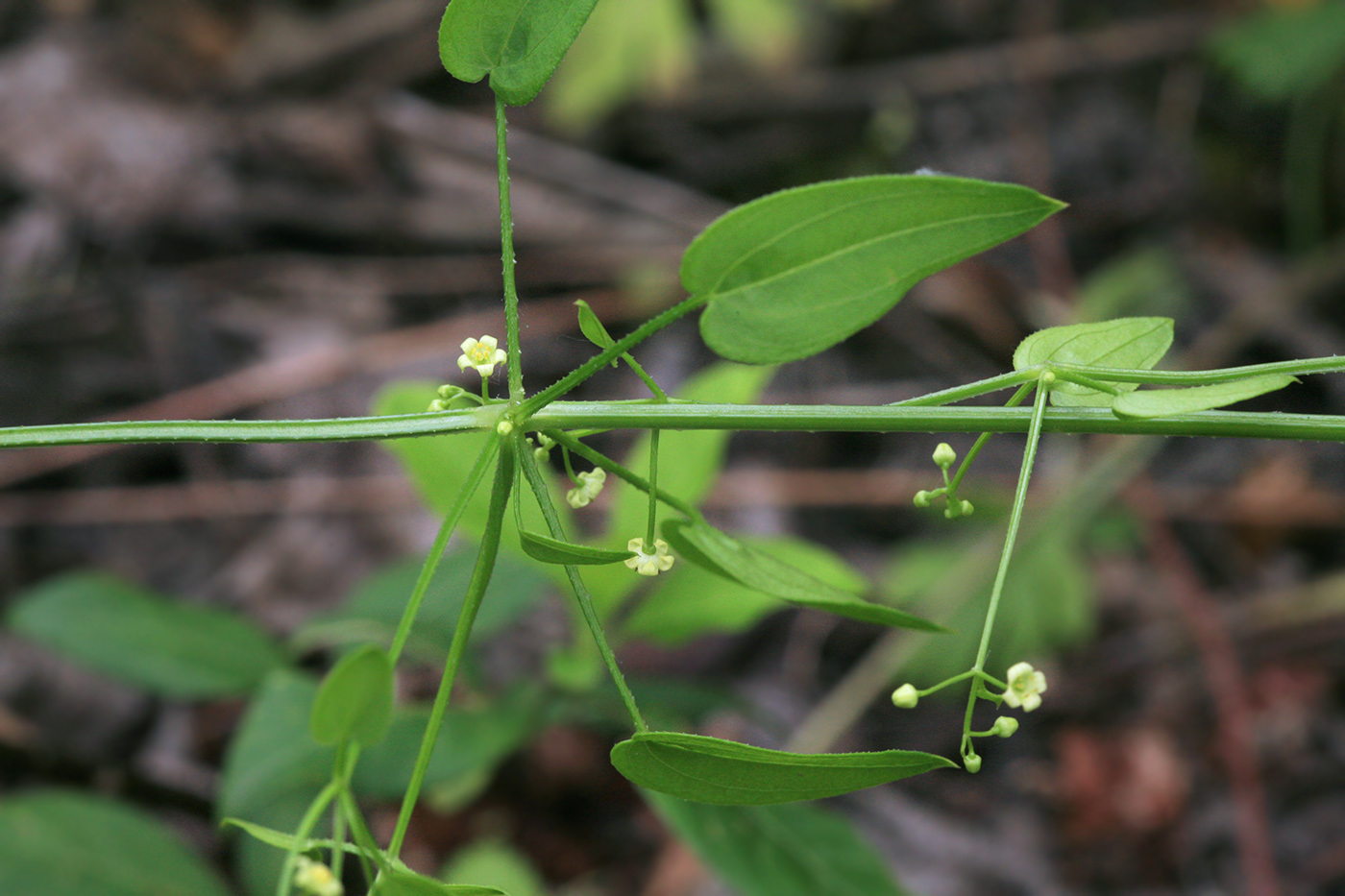 Image of Rubia cordifolia specimen.