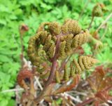 Osmunda regalis. Верхушка спороносной вайи (краснолистная форма). Московская обл., Щёлковский р-н, в культуре. 26.05.2020.