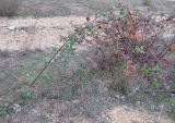 Rubus sanctus