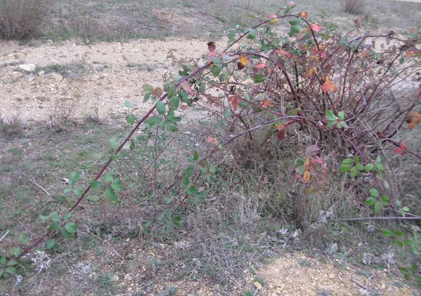 Image of Rubus sanctus specimen.