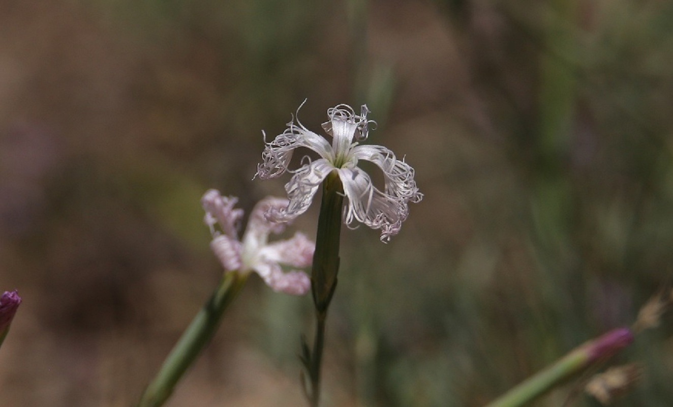 Image of Dianthus tetralepis specimen.