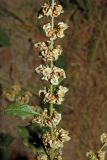 Rumex drobovii