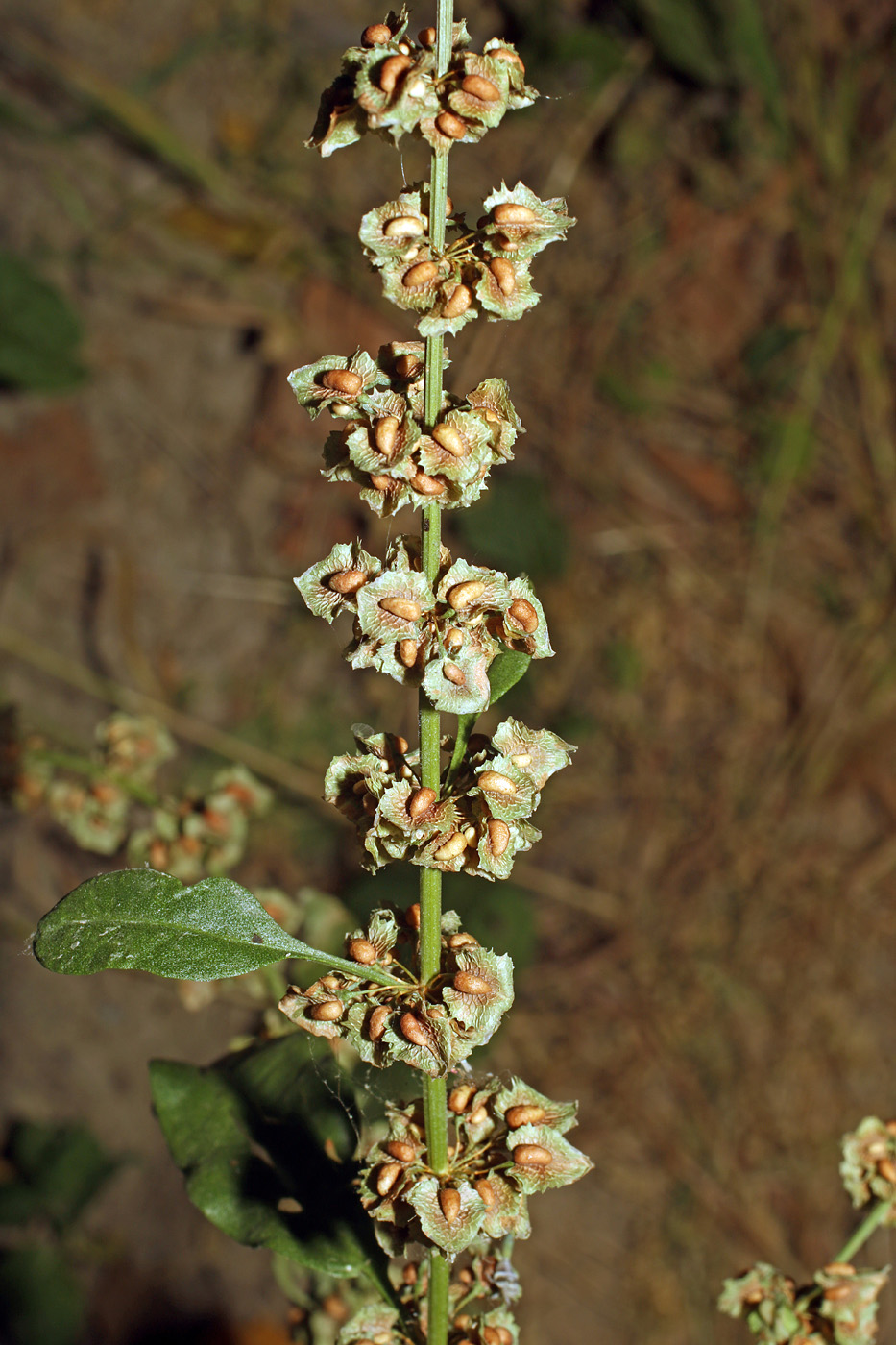 Image of Rumex drobovii specimen.