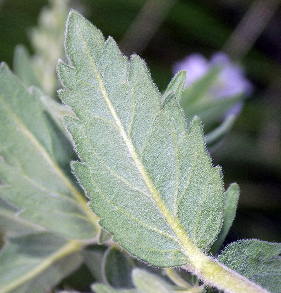 Изображение особи Veronica dentata.