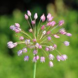 Allium rotundum. Соцветие. Ростовская обл., Неклиновский р-н, Советинское с/п, в лесу в балке. 24.06.2020.