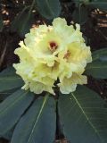 Rhododendron clementinae