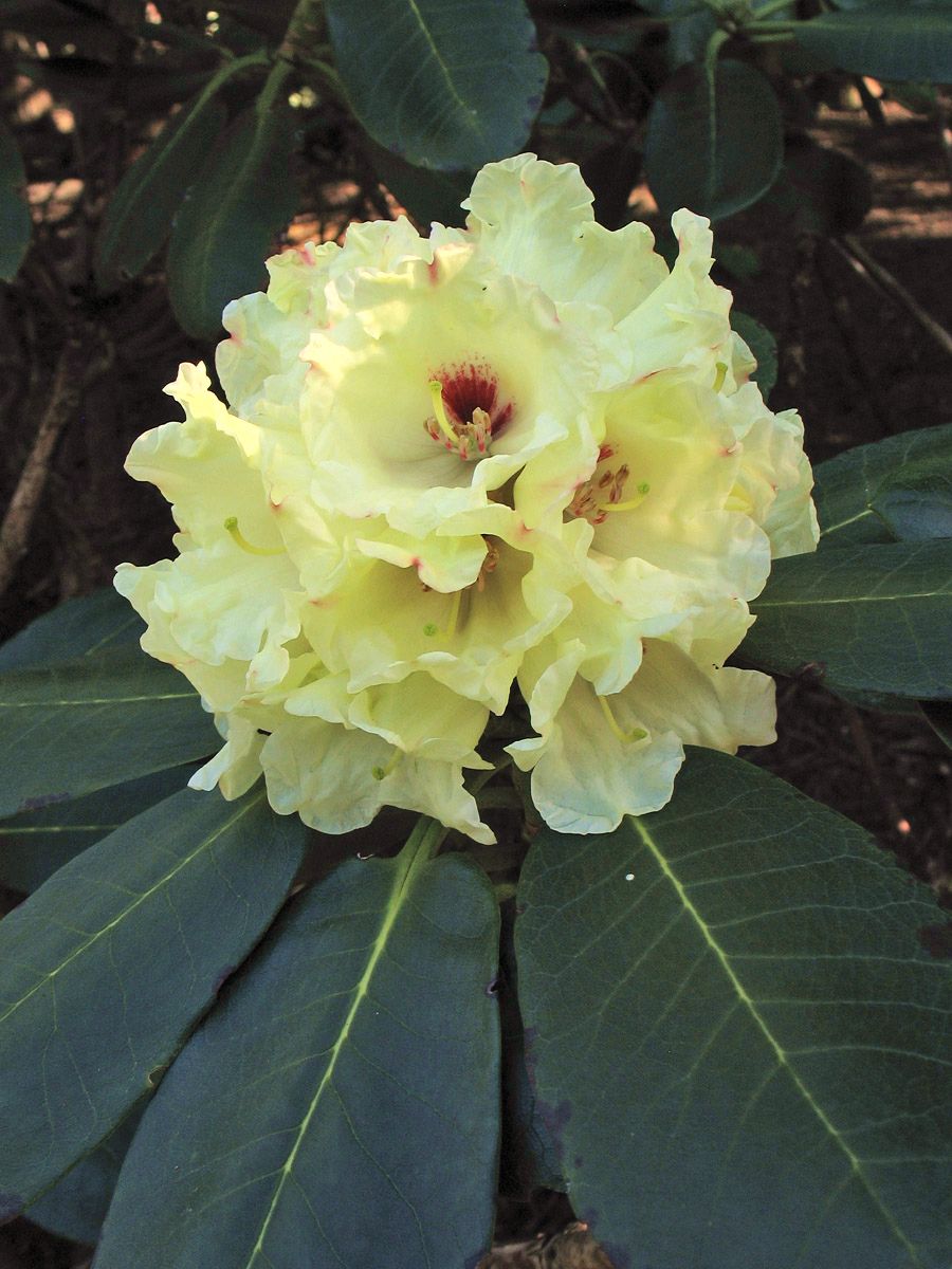 Изображение особи Rhododendron clementinae.