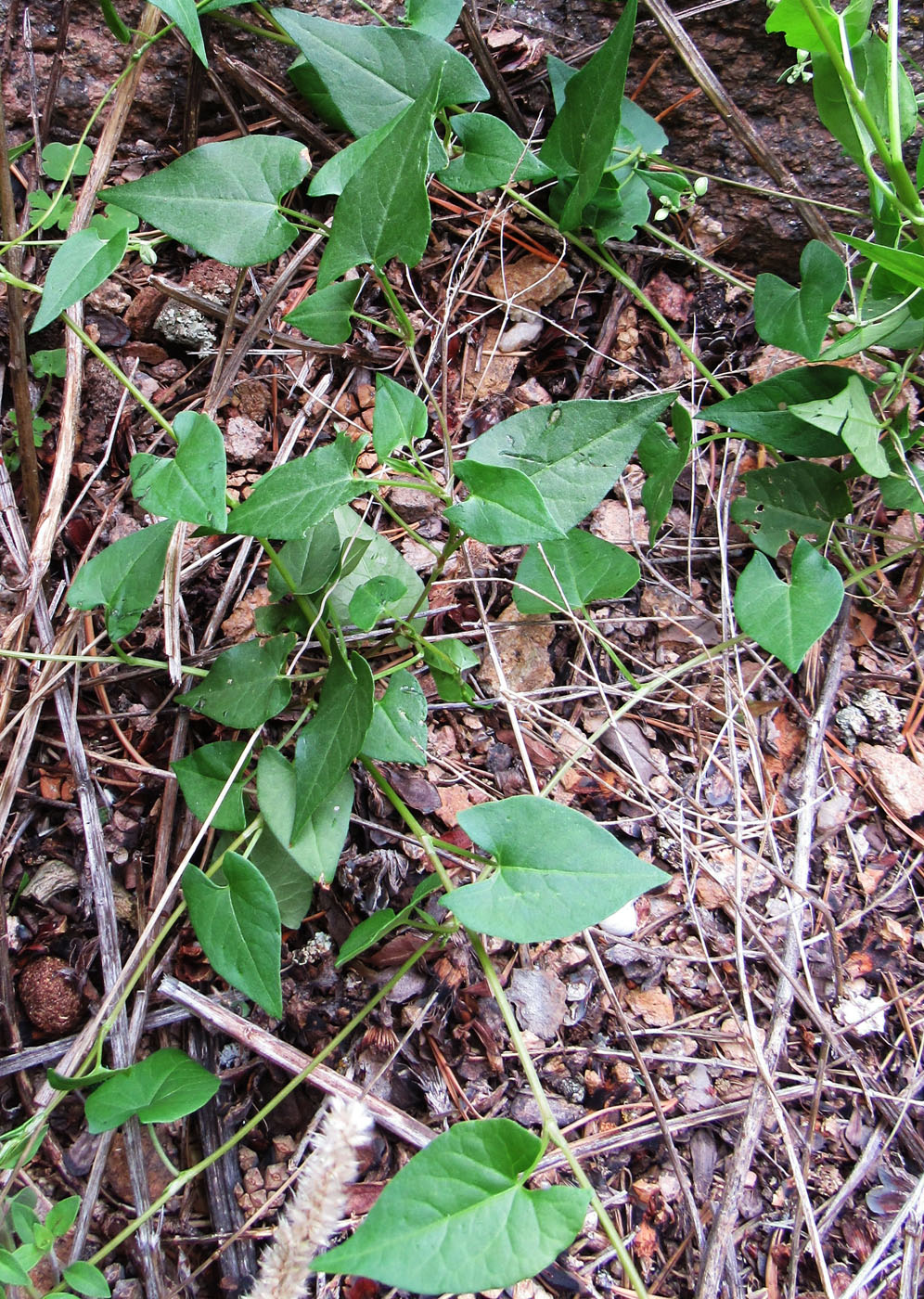 Изображение особи Fallopia convolvulus.