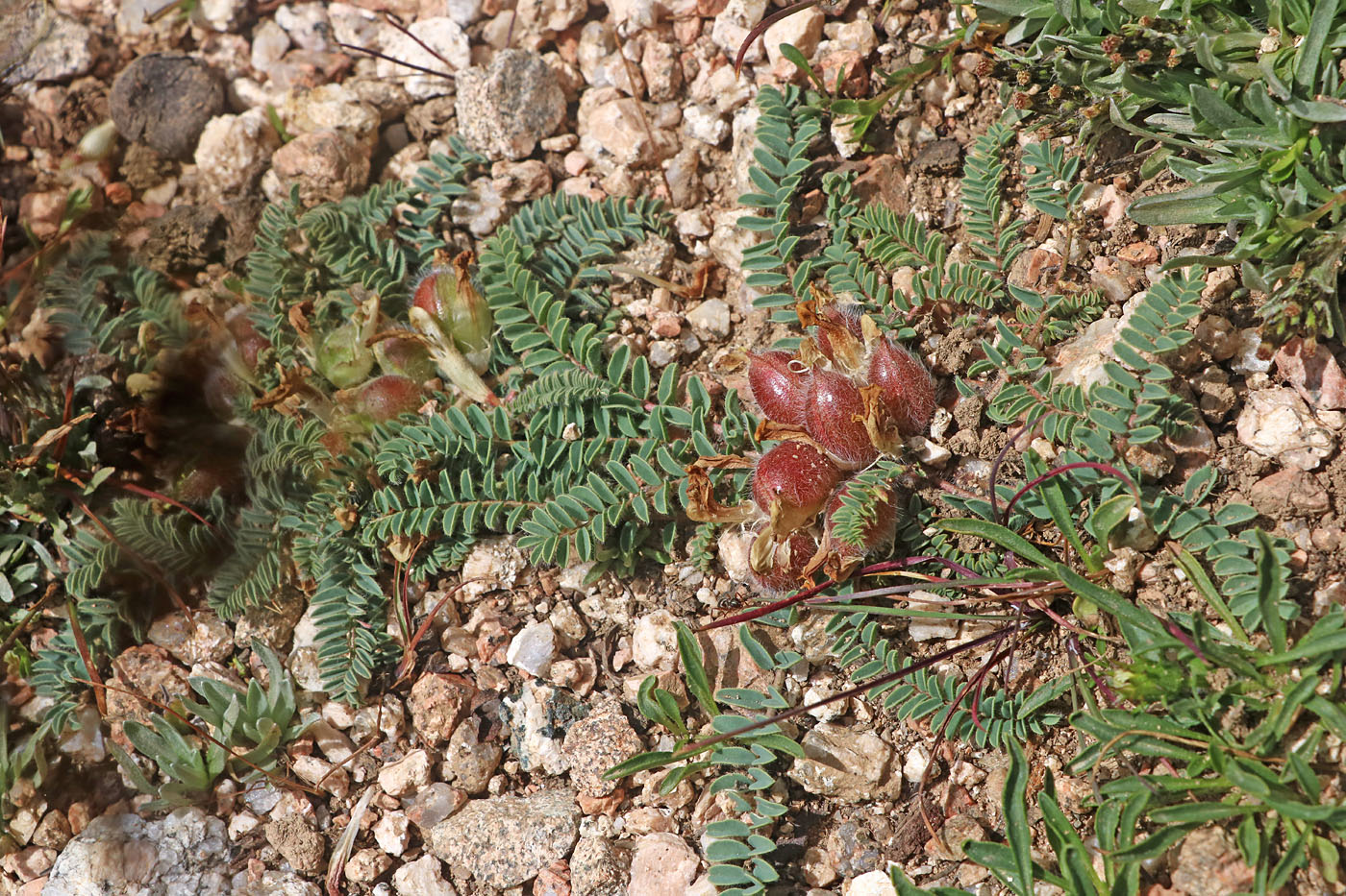 Изображение особи Astragalus taldycensis.