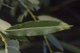 Salix &times; alopecuroides