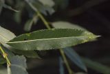 Salix × alopecuroides