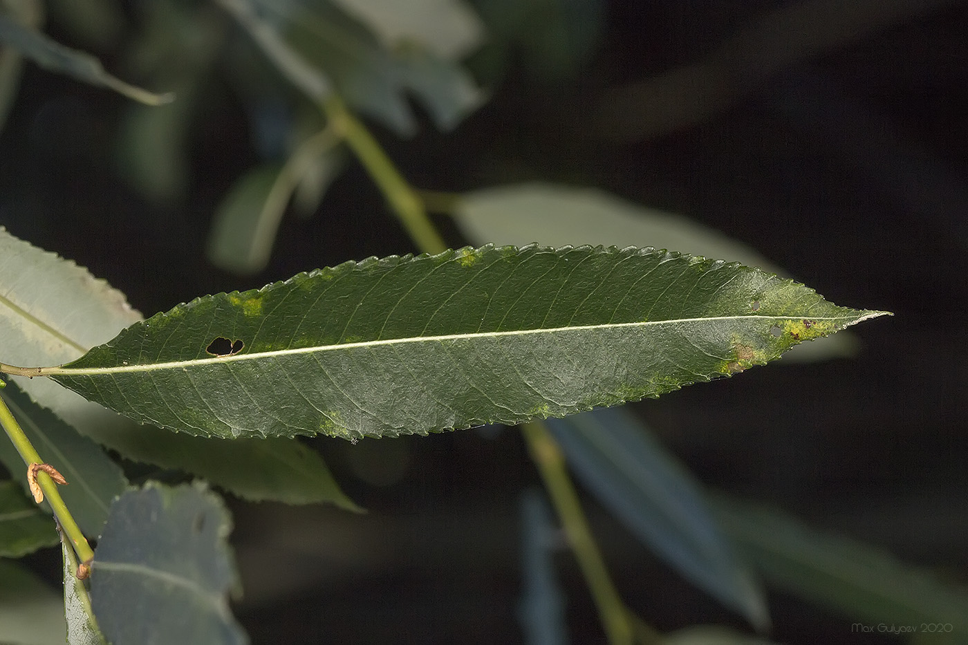 Image of Salix &times; alopecuroides specimen.