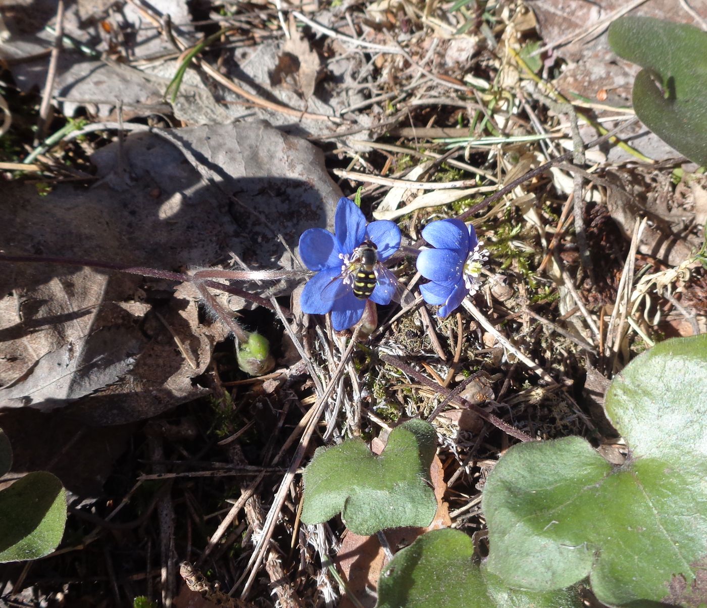 Image of Hepatica nobilis specimen.