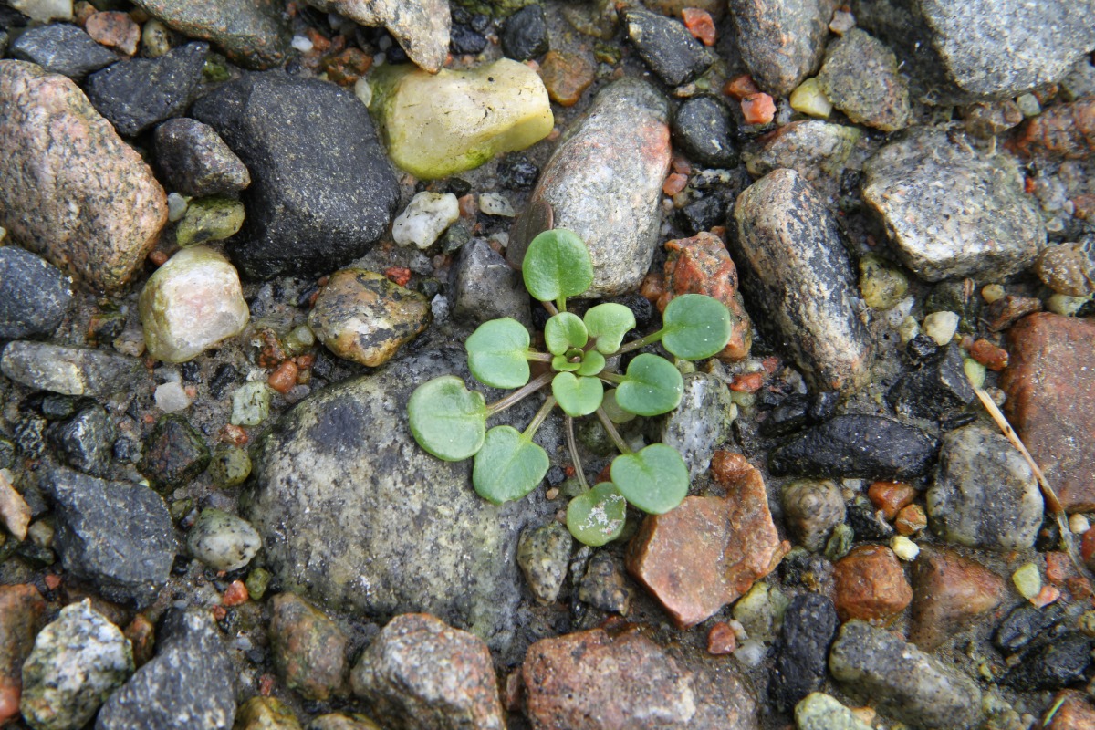 Image of genus Cochlearia specimen.