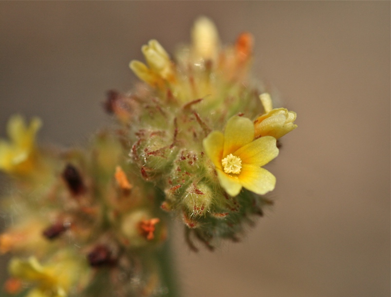 Изображение особи Waltheria indica.