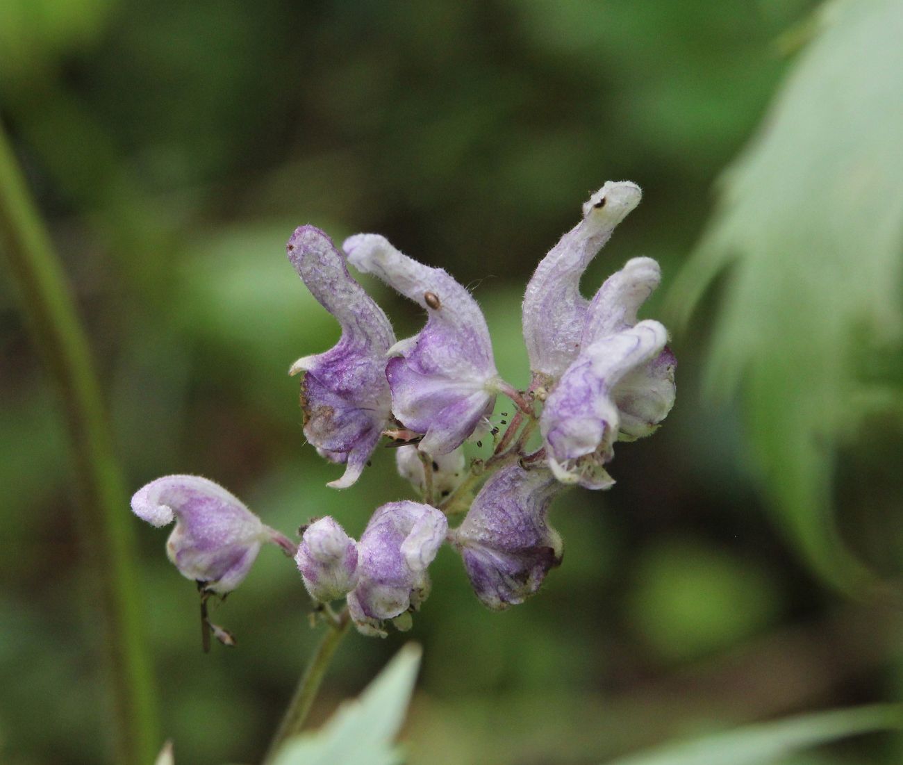 Изображение особи Aconitum septentrionale.