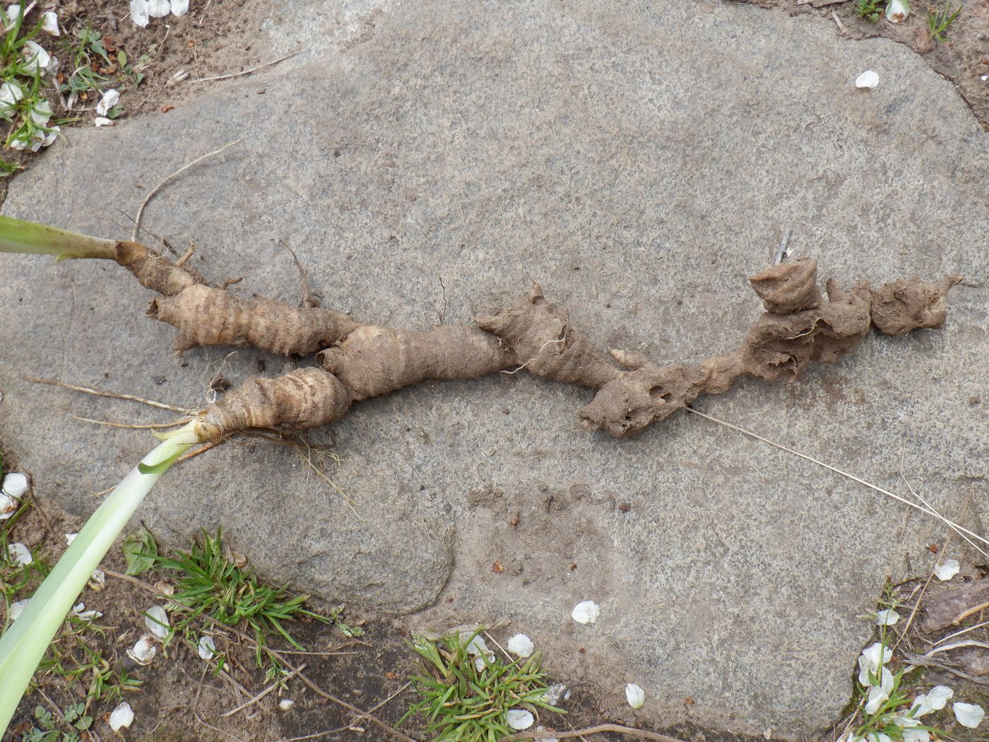 Image of Iris aphylla specimen.