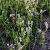 Veronica multifida