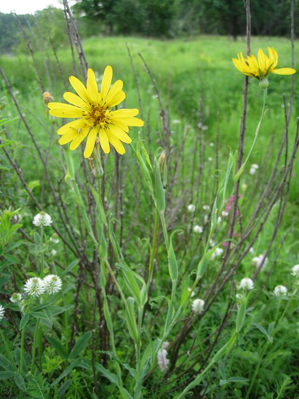 Изображение особи Tragopogon orientalis.