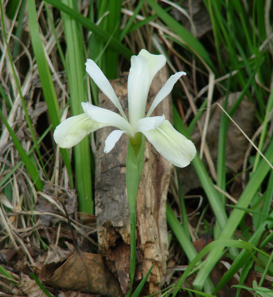 Изображение особи Iris ruthenica.