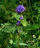 Campanula glomerata. Верхушка цветущего растения. Иркутская обл., Иркутский р-н, ур. Падь Еловая, смешанный лес. 20.07.2020.