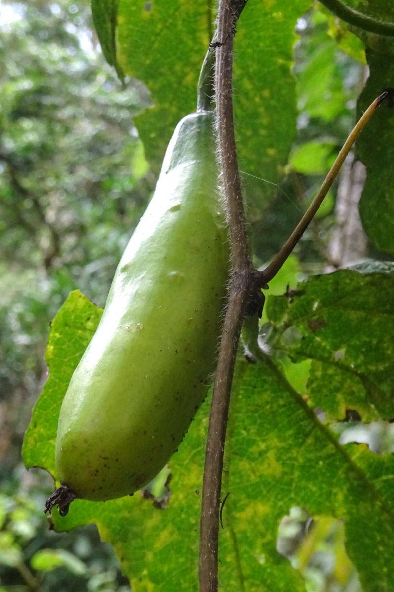 Image of Coccinia grandiflora specimen.