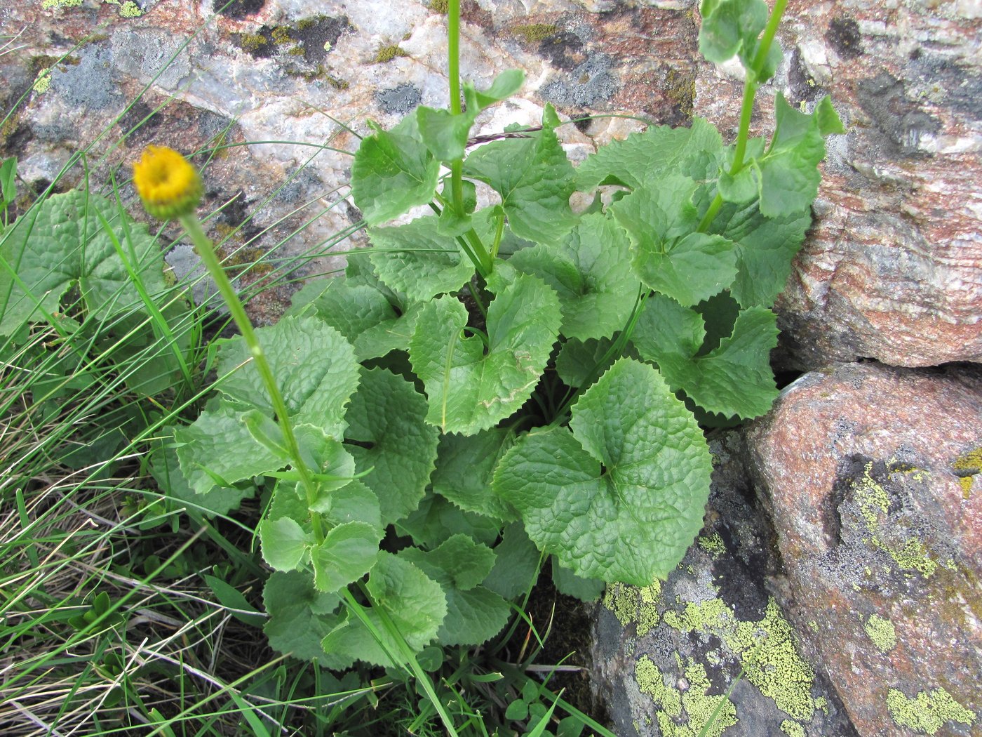 Изображение особи Dolichorrhiza caucasica.