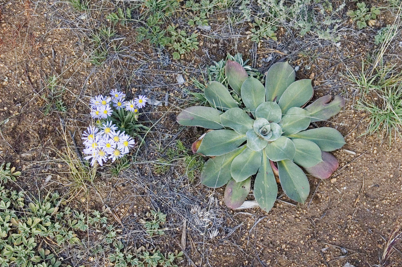 Image of Goniolimon speciosum specimen.