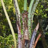 семейство Cyatheaceae. Основания ваий и разворачивающаяся вайя. Перу, регион Куско провинция Урубамба, Machupicchu pueblo, у тропы к горячим источникам. 21.10.2019.