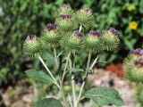 Arctium leiospermum