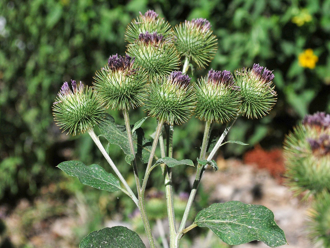 Изображение особи Arctium leiospermum.