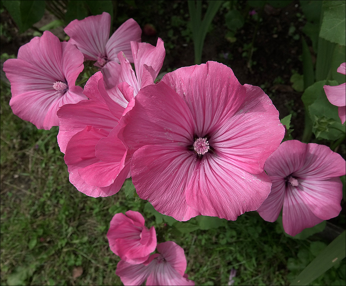 Image of Malva trimestris specimen.