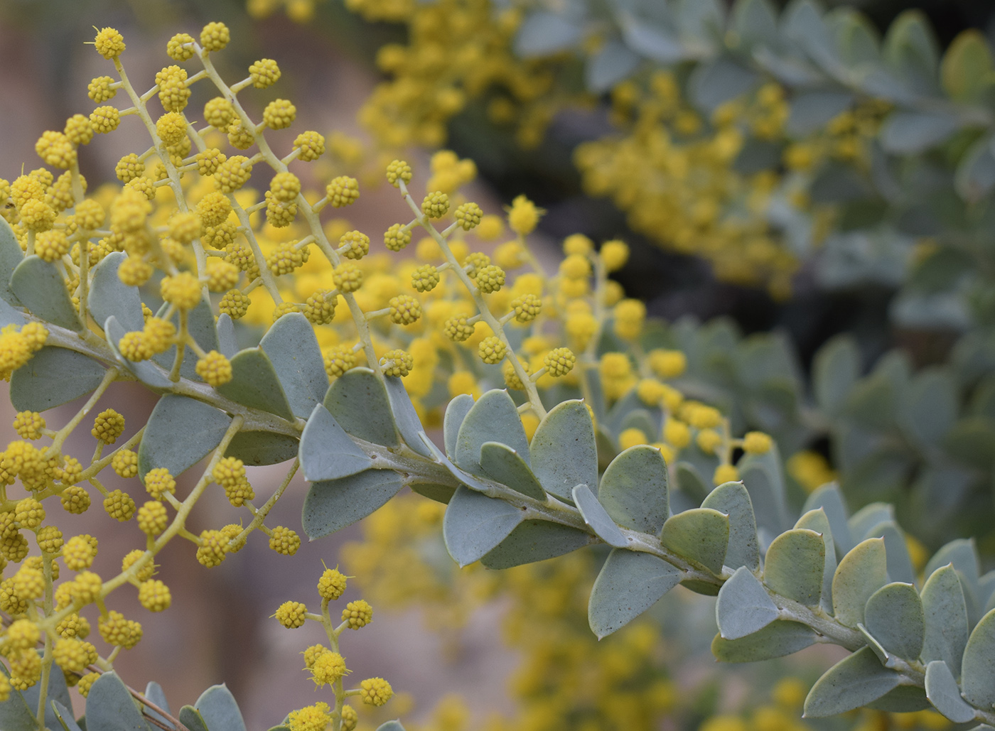 Изображение особи Acacia cultriformis.