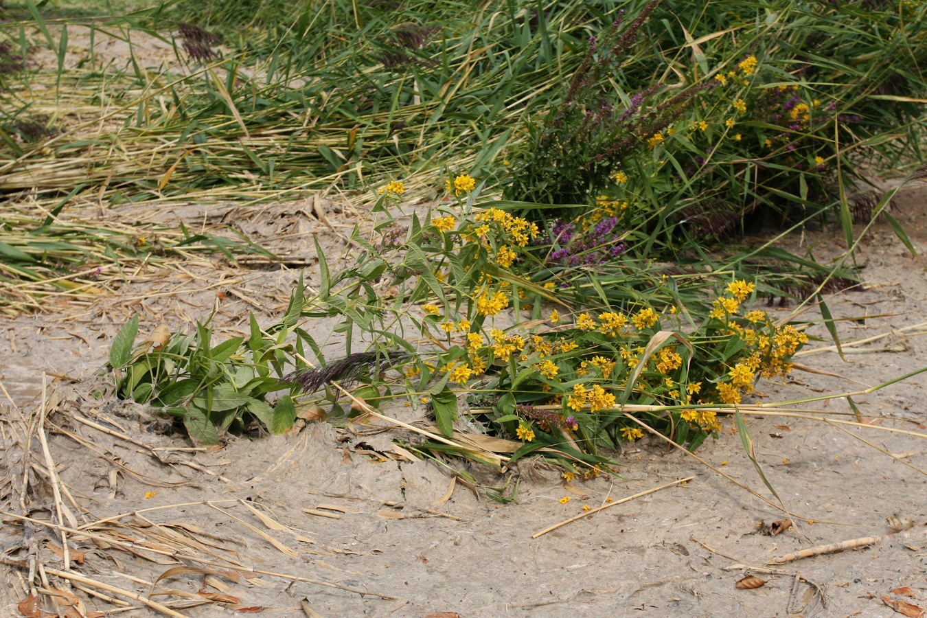 Изображение особи Lysimachia vulgaris.