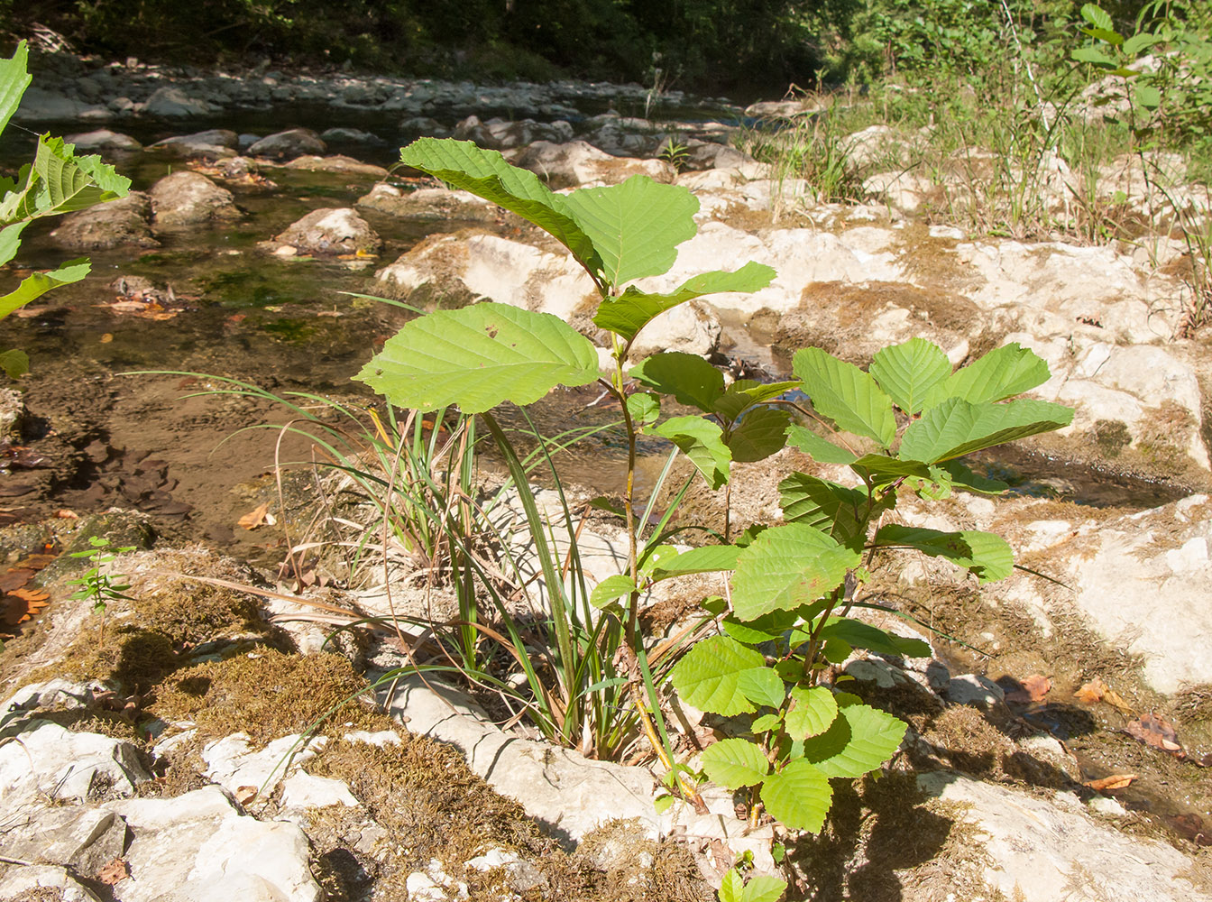 Image of Corylus avellana specimen.