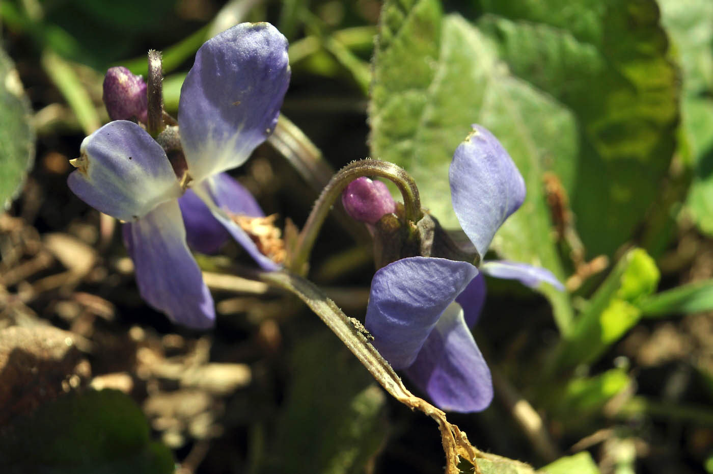 Image of Viola suavis specimen.