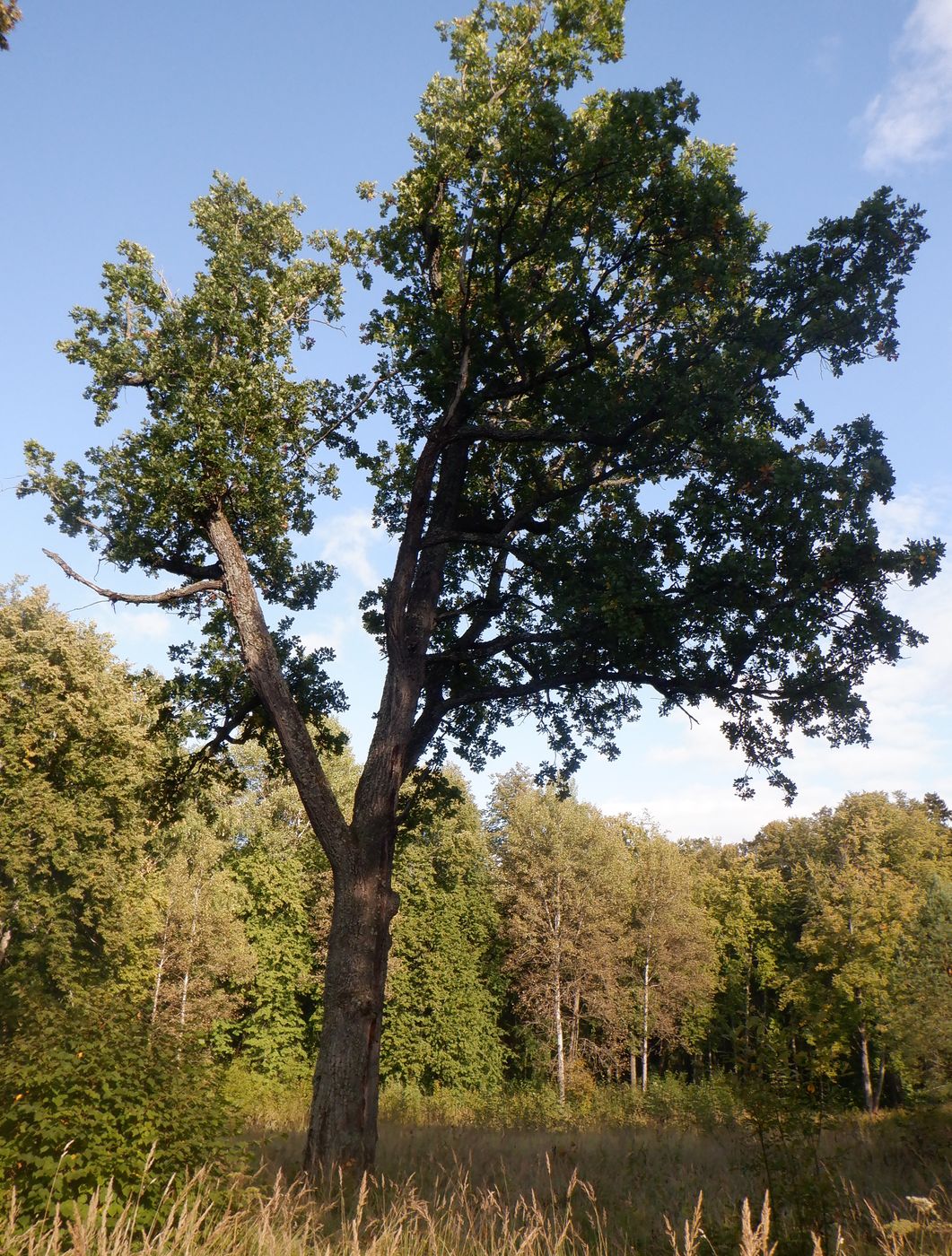 Image of Quercus robur specimen.