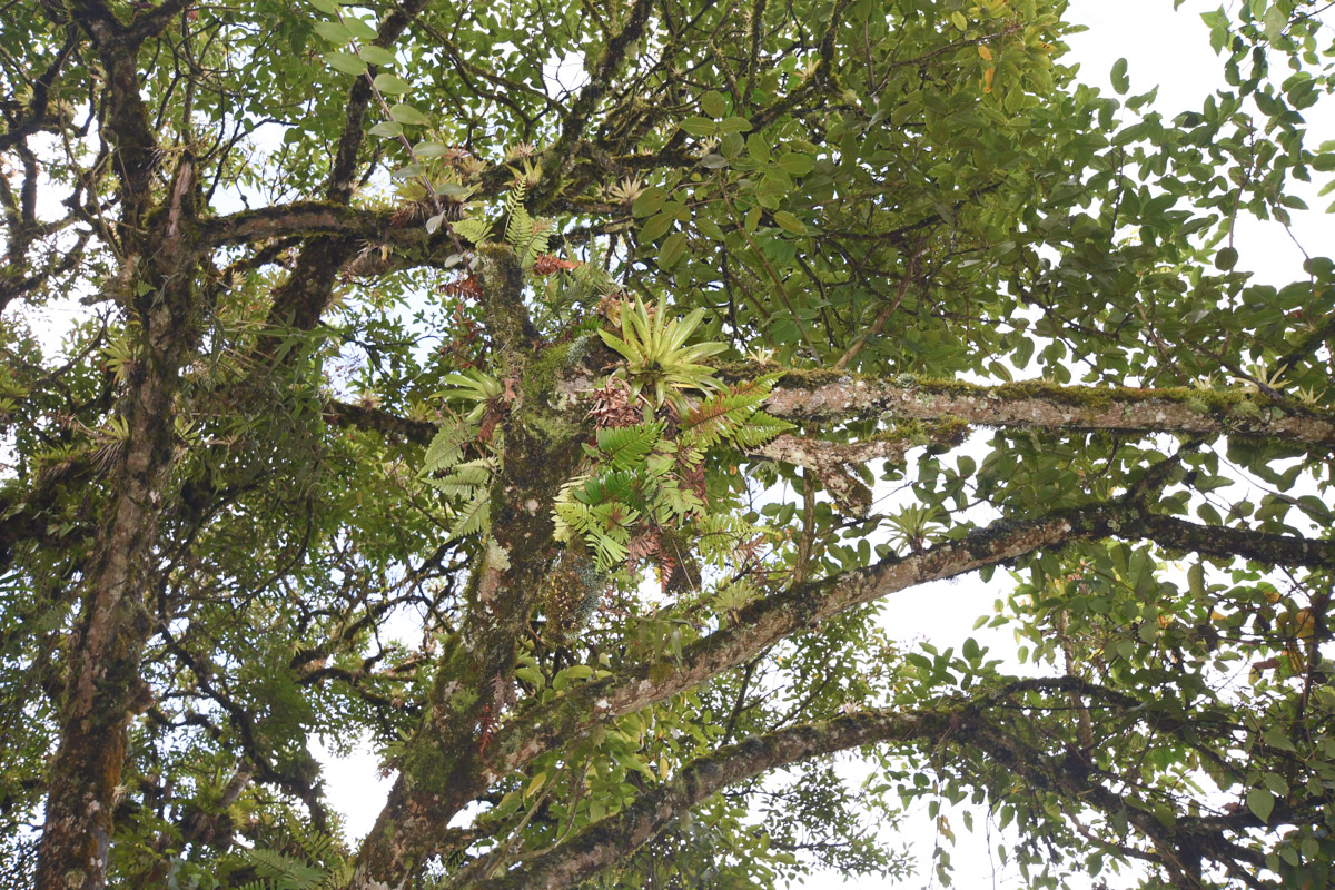 Image of Erythrina falcata specimen.