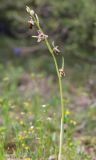 Ophrys oestrifera. Верхушка цветущего растения с некоторыми признаками Ophrys mammosa (короткие боковые \"рога\", упрощённый рисунок и узкий придаток губы. Краснодарский край, м/о город-курорт Анапа, окр. с. Большой Утриш, можжевеловый лес. 3 мая 2021 г.