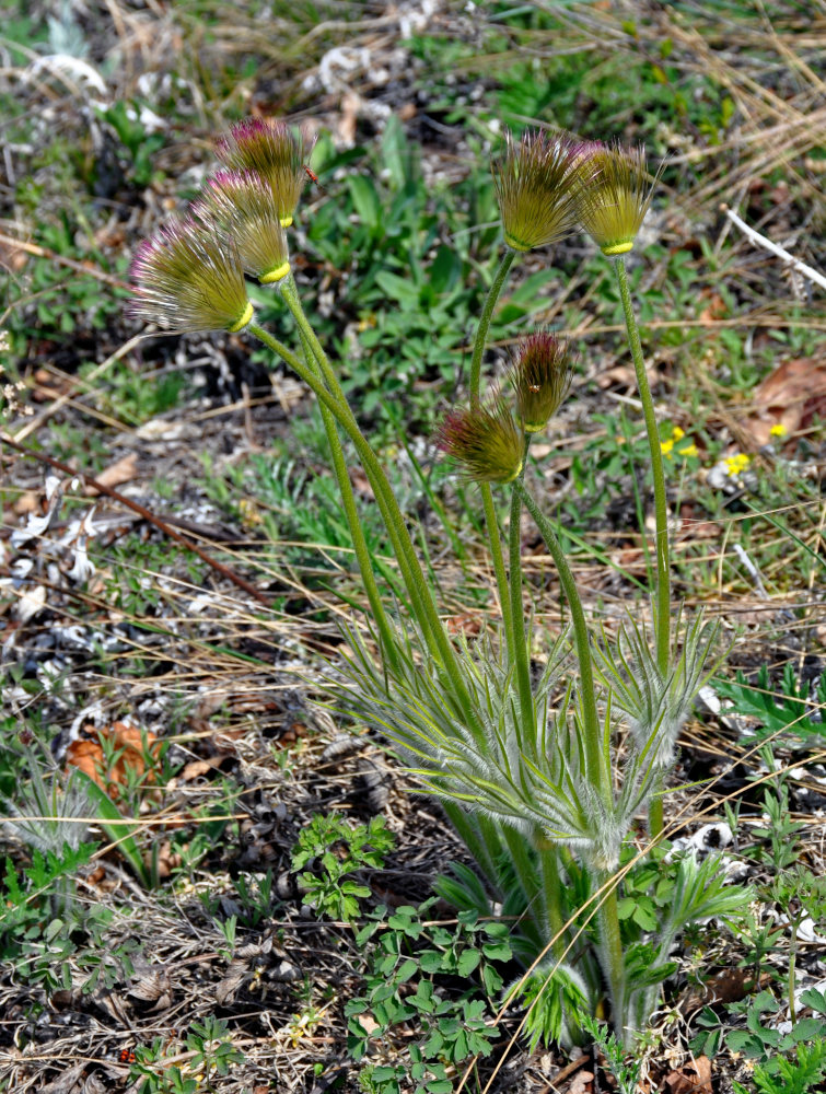 Image of Pulsatilla patens specimen.