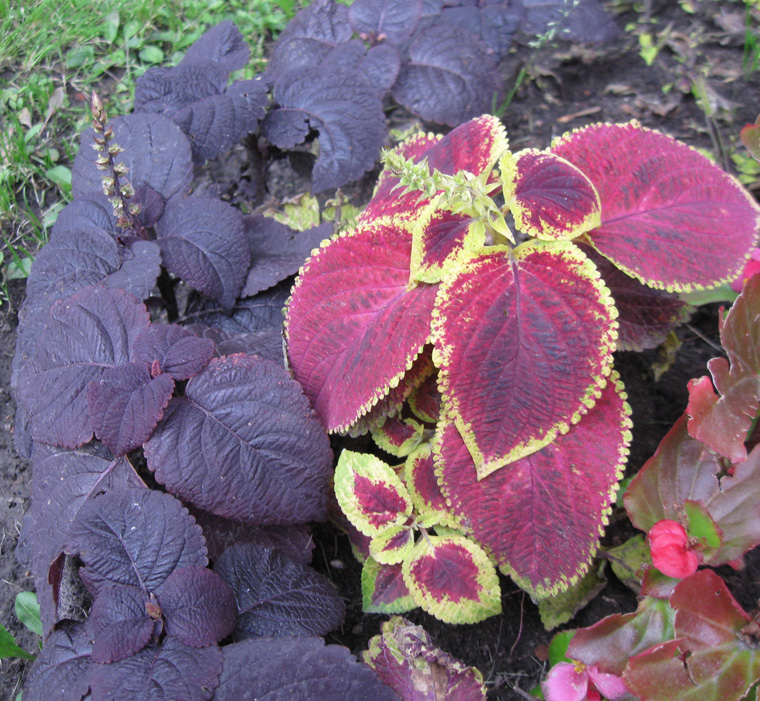 Image of Coleus scutellarioides specimen.