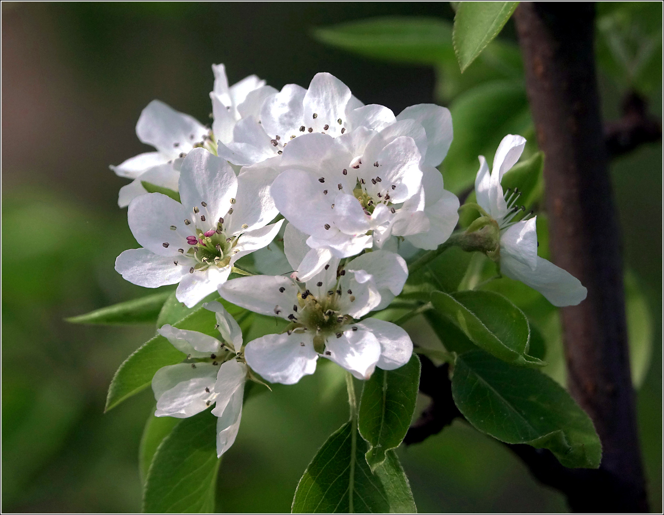 Image of Pyrus communis specimen.