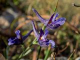 Delphinium peregrinum