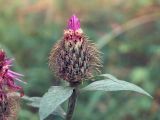 Centaurea pseudophrygia